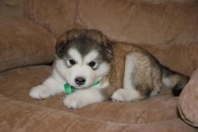 Alaskan Malamute Puppies For Adoption