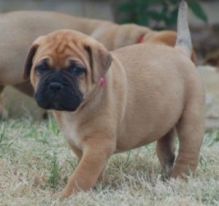 beautifull ready french bulldods