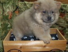 Samoyed puppies available for adoption