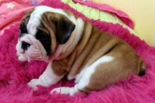 12 Weeks old English Bulldog Puppy