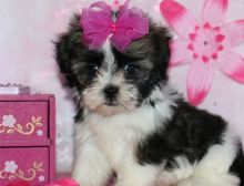 Adorable Male And Female Shih Tzu Puppies