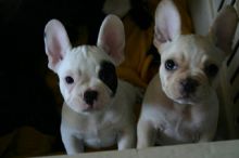 AKC quality French Bulldog Puppy for free adoption!!!