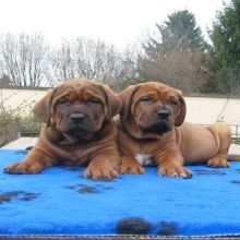 cute and adorable male and female Tosa innu puppies