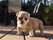 English Bulldog Puppy For Sale