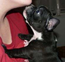 FRENCH BULLDOG PUPPIES -