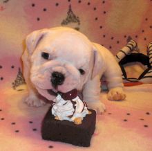 Gorgeous English Bulldog puppies available