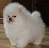 Home-raised Pomeranian Puppies