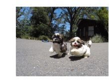 Home Raised Tea-Cup Yorkie Puppies