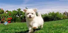 Lovely Male and Female Maltese Available