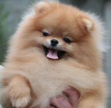 Lovely Pomeranian Puppies