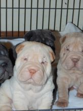 Lovely pure breed Chinese Shar Pei puppies. -