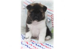 Purebred and Standard American Akita Puppies