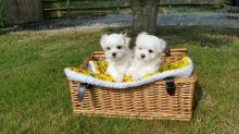 Quality Maltese bitch puppies