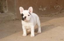 Remendous male and female white with brindle markings French Bulldog puppy.