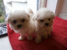 Stunning Kc Registered Maltese Terrier