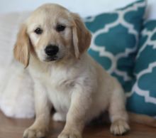 Two Adorable Retrievers for Adoption