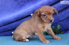Beautiful True Black/White Jack Russel Male -