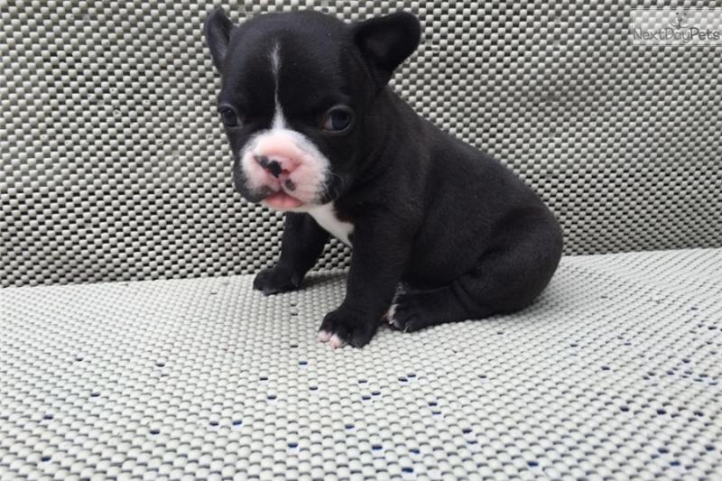 Cute and Charming Beagle Puppies Image eClassifieds4u