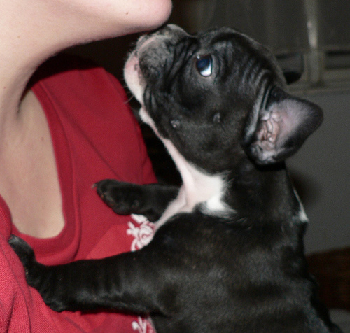 FRENCH BULLDOG PUPPIES - Image eClassifieds4u