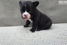 Cute and Charming Beagle Puppies Image eClassifieds4U