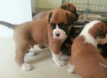 Cute Boxer Puppies Image eClassifieds4U