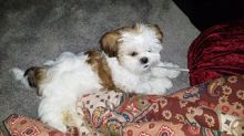 cute pormeranian puppies for adoption Image eClassifieds4U
