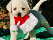 Full Pedigree Goldern Labrador Puppies for Adoption Image eClassifieds4u 2
