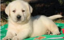 Full Pedigree Goldern Labrador Puppies for Adoption Image eClassifieds4u 1
