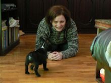 Gorgeous French Bulldog Puppies Image eClassifieds4U