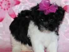 male and female shit tzu puppies Image eClassifieds4U