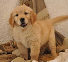 Stunningly beautiful, Golden Retriever Image eClassifieds4U