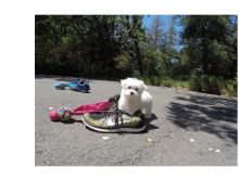 Teacup Maltese Puppies Image eClassifieds4U