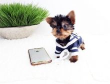 Tiny and Compact Yorkie Image eClassifieds4U