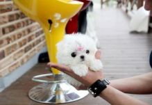 Two Awesome T-Cup Pomeranian Puppies Image eClassifieds4U