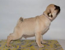 Young Pug Puppies Image eClassifieds4U