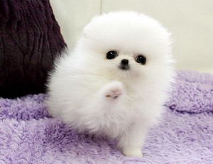 Pomeranian Pups - Image eClassifieds4u
