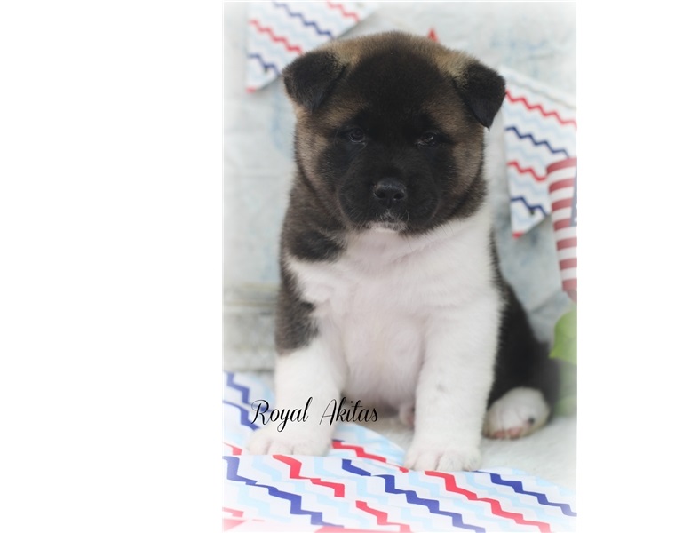 Purebred and Standard American Akita Puppies Image eClassifieds4u