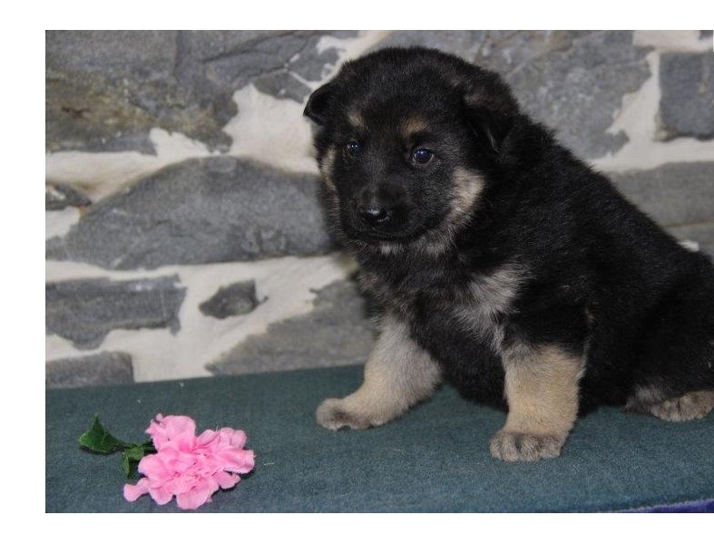 Quality German Shepherd puppies Image eClassifieds4u