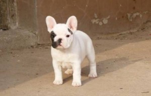 Remendous male and female white with brindle markings French Bulldog puppy. Image eClassifieds4u