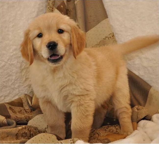 Stunningly beautiful, Golden Retriever Image eClassifieds4u