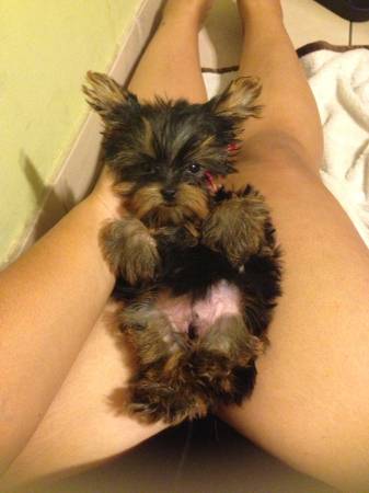Beautiful Yorkie Puppies Available For Loving Homes. Image eClassifieds4u