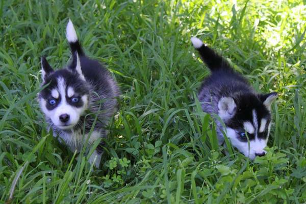 Gorgeous Siberian husky puppies available Image eClassifieds4u