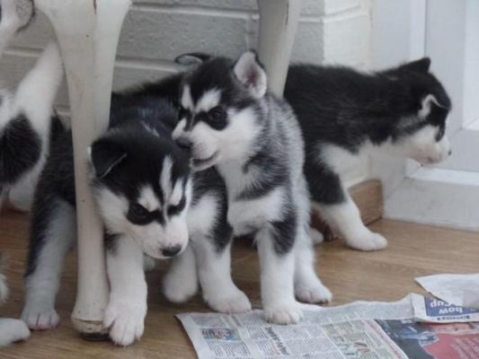 Quality Male and Female Siberian Husky Puppies Image eClassifieds4u