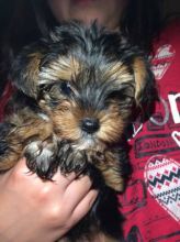 Beautiful Yorkie Puppies Available For Loving Homes.