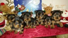 Excellent Yorkie Puppies