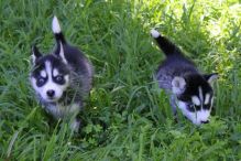 Gorgeous Siberian husky puppies available