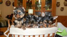 Male and female Yorkie puppies for pet lovers.