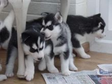 Quality Male and Female Siberian Husky Puppies
