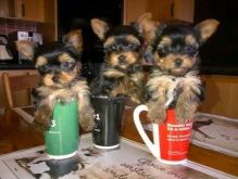 Quality Tiny Yorkie Puppies