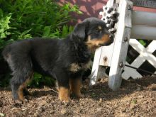 Two Adorable Rottweiler Puppies Available Now! (678)390-4450